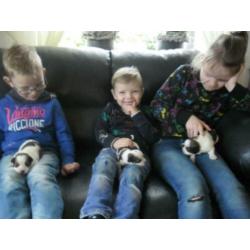 Mooi nestje kooikerpups