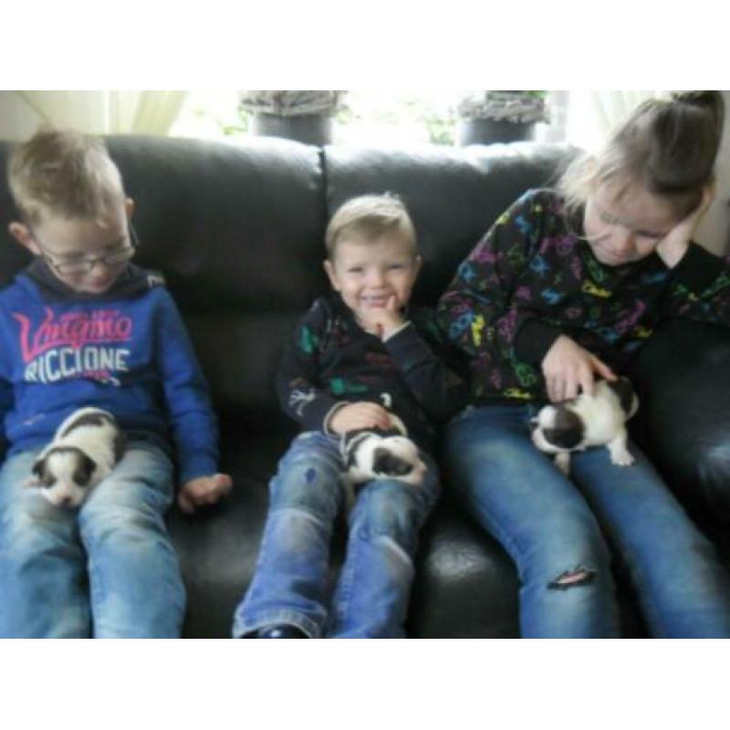 Mooi nestje kooikerpups