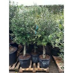 Olea Europaea olijfboom