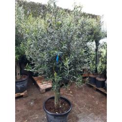 Olea Europaea olijfboom