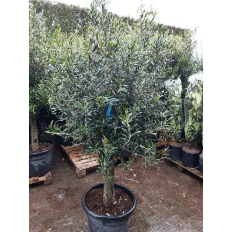 Olea Europaea olijfboom