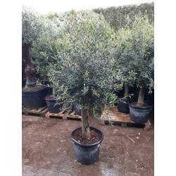 Olea Europaea olijfboom