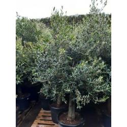 Olea Europaea olijfboom