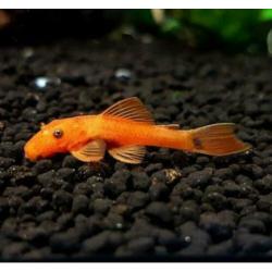 Ancistrus red