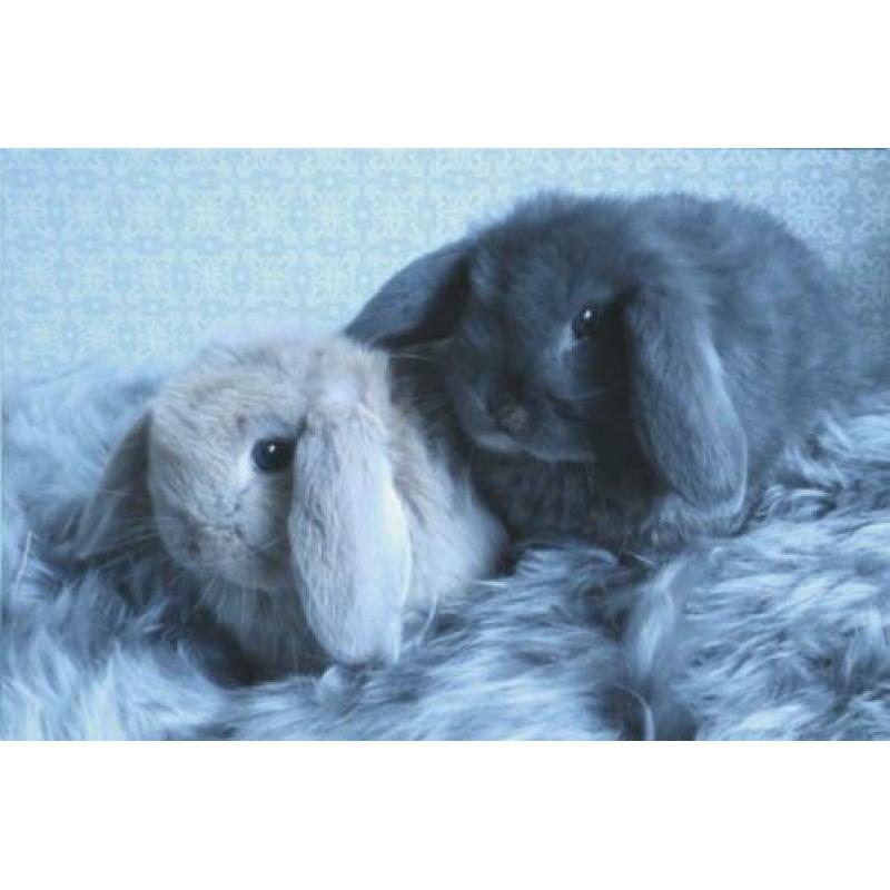 2 prachtige koppeltjes nederlandsdwerghangoor babykonijntjes