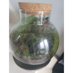 Flessentuin / terrarium