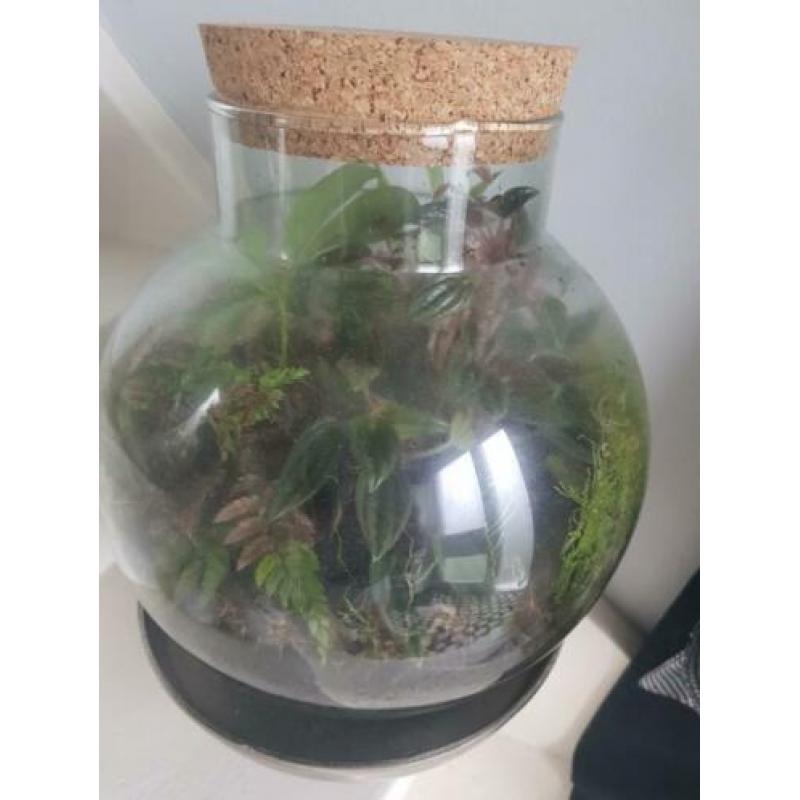 Flessentuin / terrarium