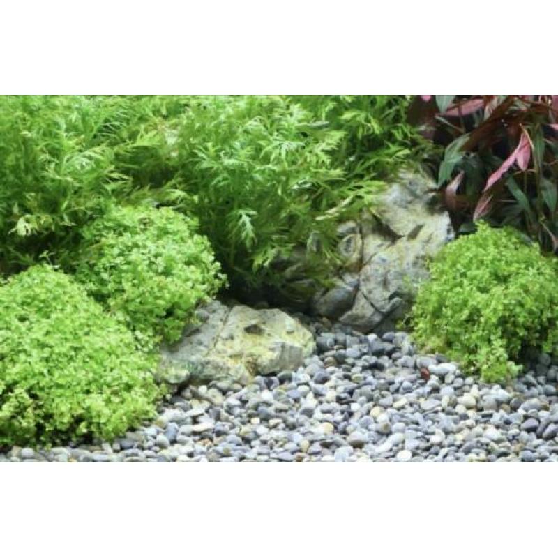 Dennerle river l aquarium grind