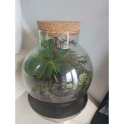 Flessentuin / terrarium