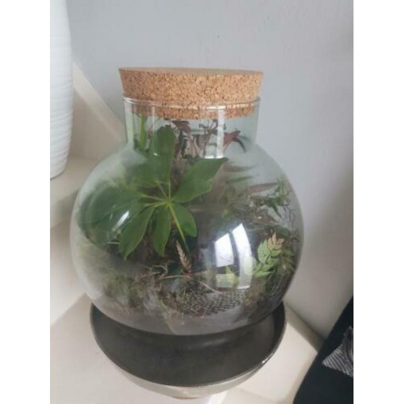 Flessentuin / terrarium