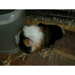 5 mooie cavia beertjes