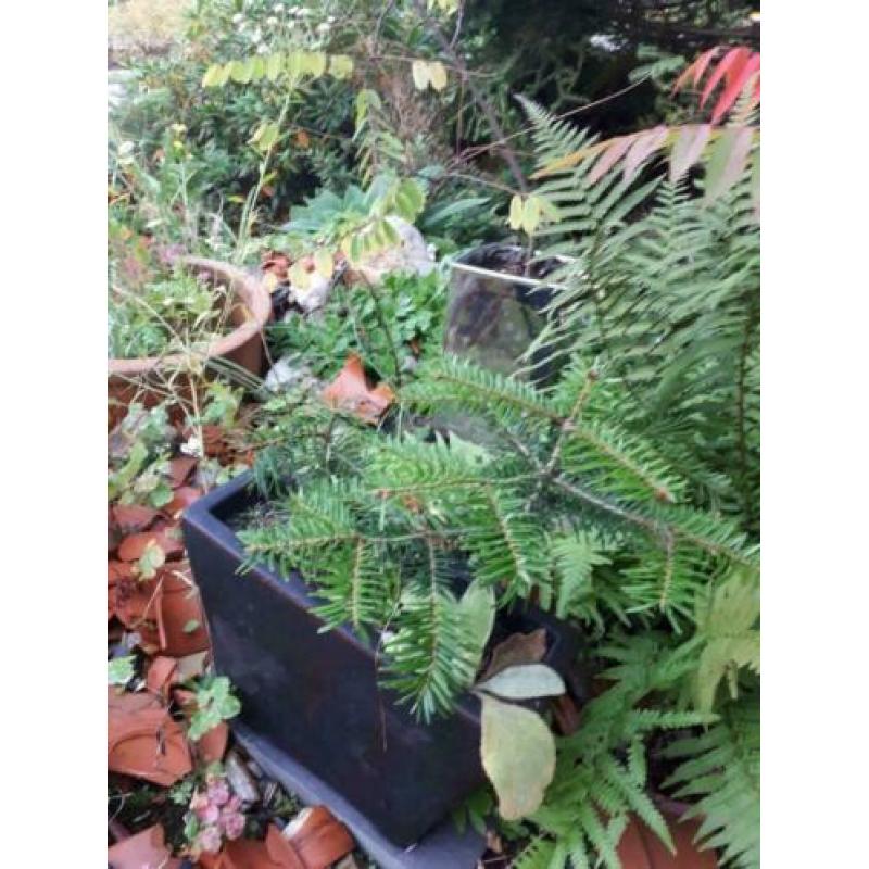 5 voor € 30,00 Jonge Bonsai’s kunt zelf kiezen.