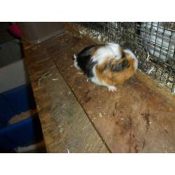 5 mooie cavia beertjes
