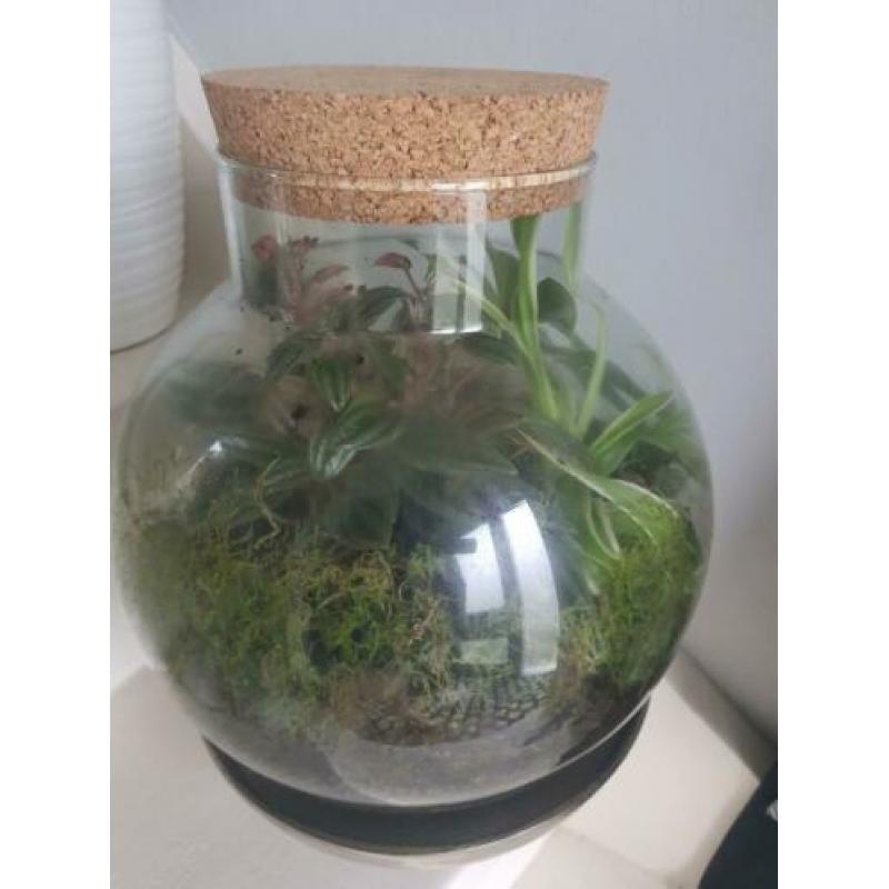 Flessentuin / terrarium