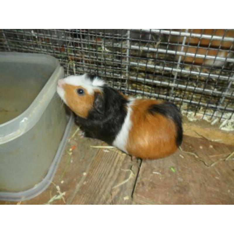 5 mooie cavia beertjes
