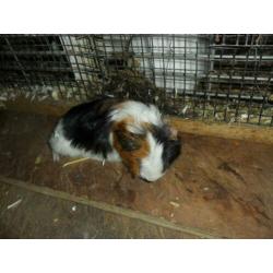5 mooie cavia beertjes