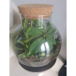 Flessentuin / terrarium