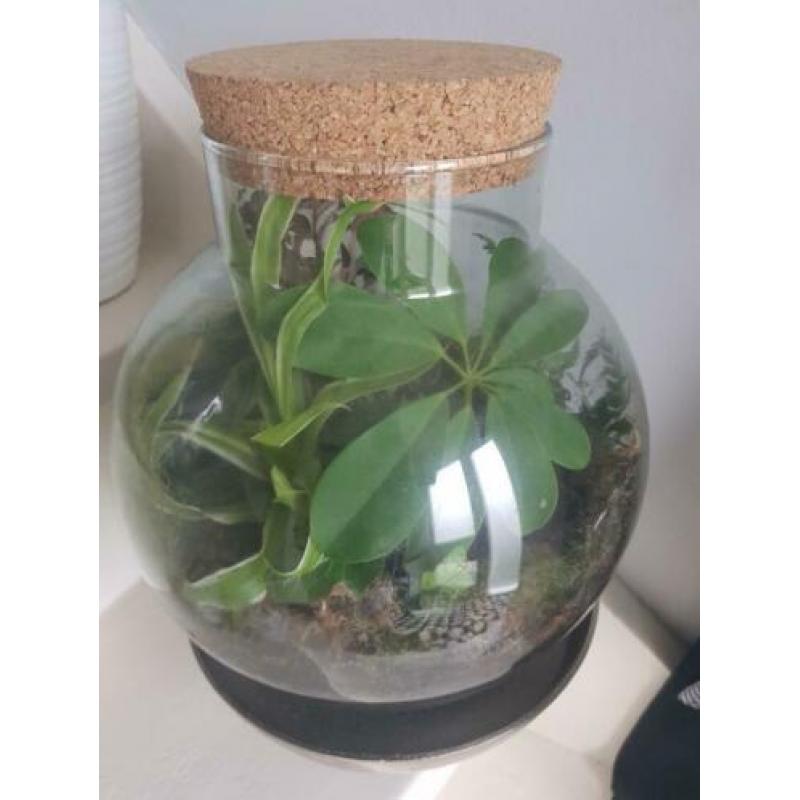 Flessentuin / terrarium