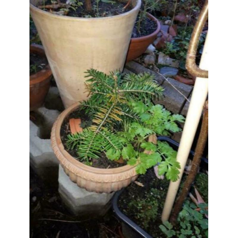 5 voor € 30,00 Jonge Bonsai’s kunt zelf kiezen.