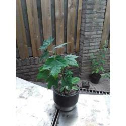 5 voor € 30,00 Jonge Bonsai’s kunt zelf kiezen.