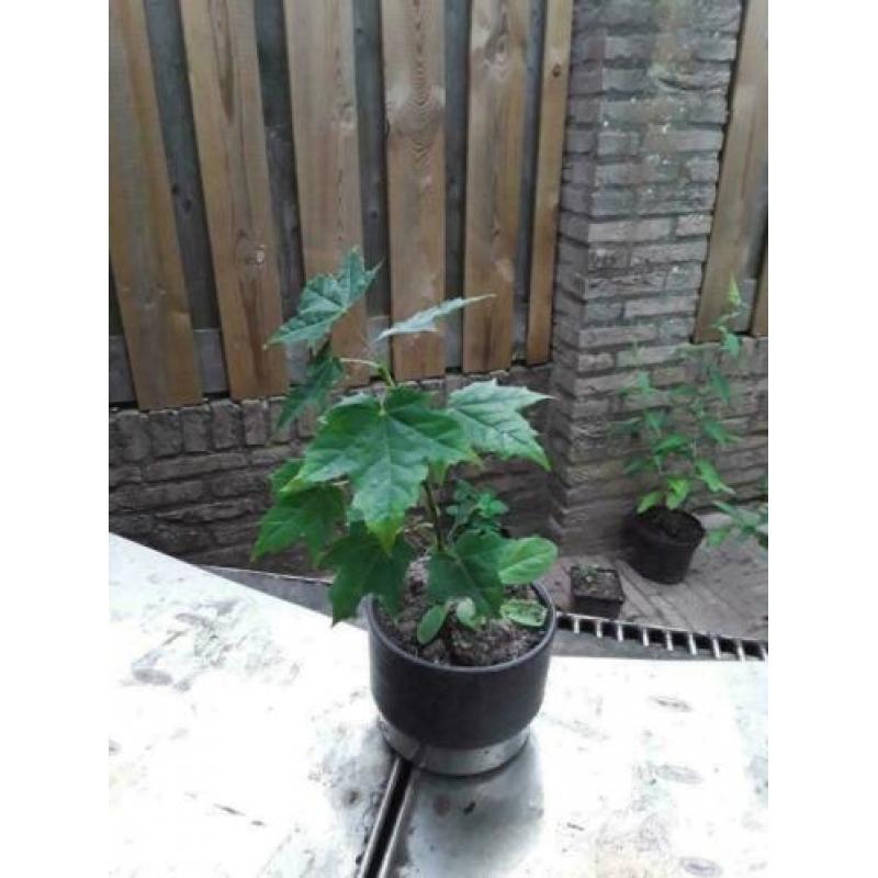 5 voor € 30,00 Jonge Bonsai’s kunt zelf kiezen.