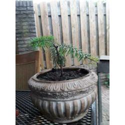 5 voor € 30,00 Jonge Bonsai’s kunt zelf kiezen.