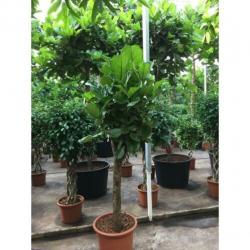 Ficus Lyrata - Vioolplant 565-575cm art24271