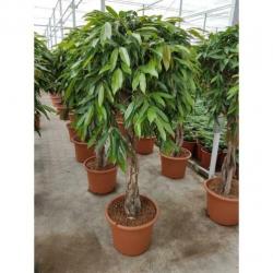 Ficus 'amstel King' 340-350cm - Stam art30511