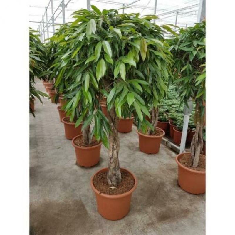 Ficus 'amstel King' 340-350cm - Stam art30511