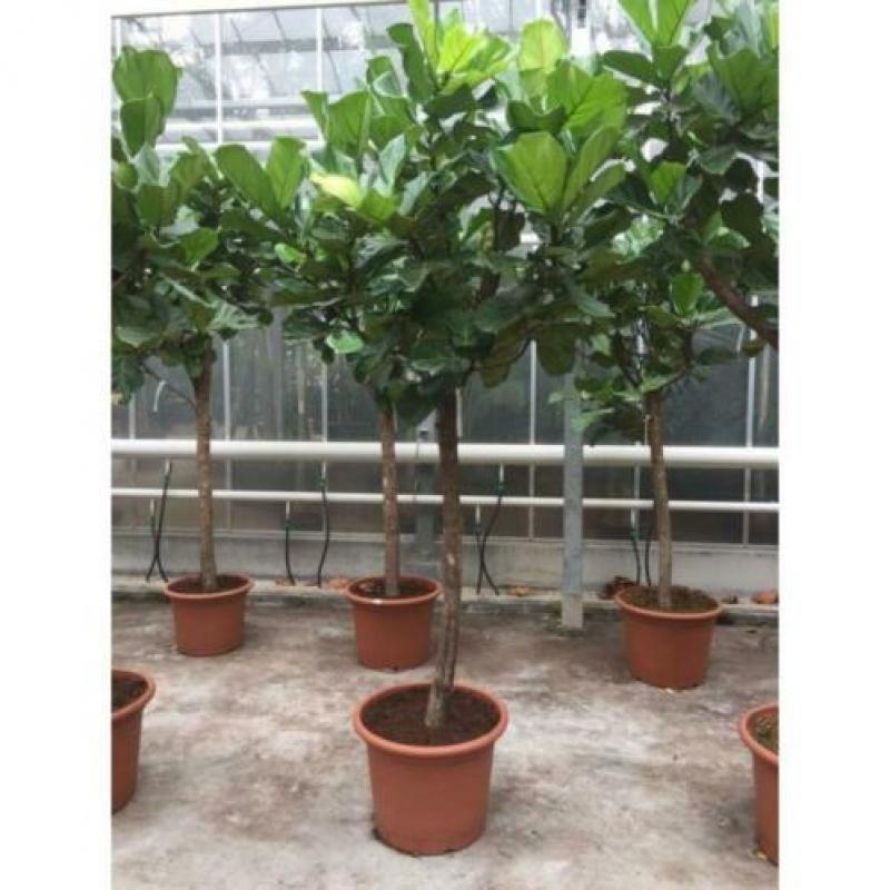 Ficus Lyrata - Vioolplant 565-575cm art24271