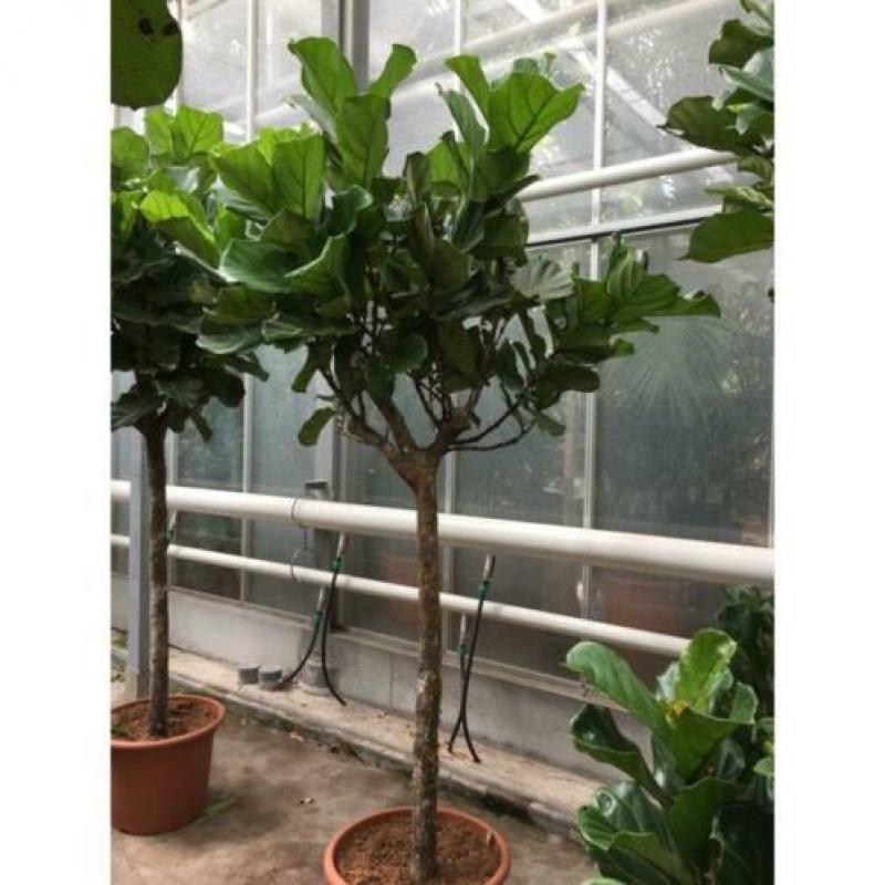 Ficus Lyrata - Vioolplant 565-575cm art24271