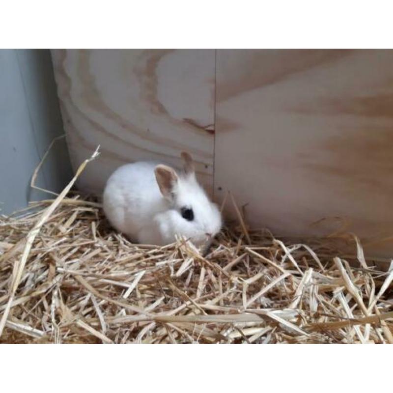Twee lieve mannetjes konijnen te koop!