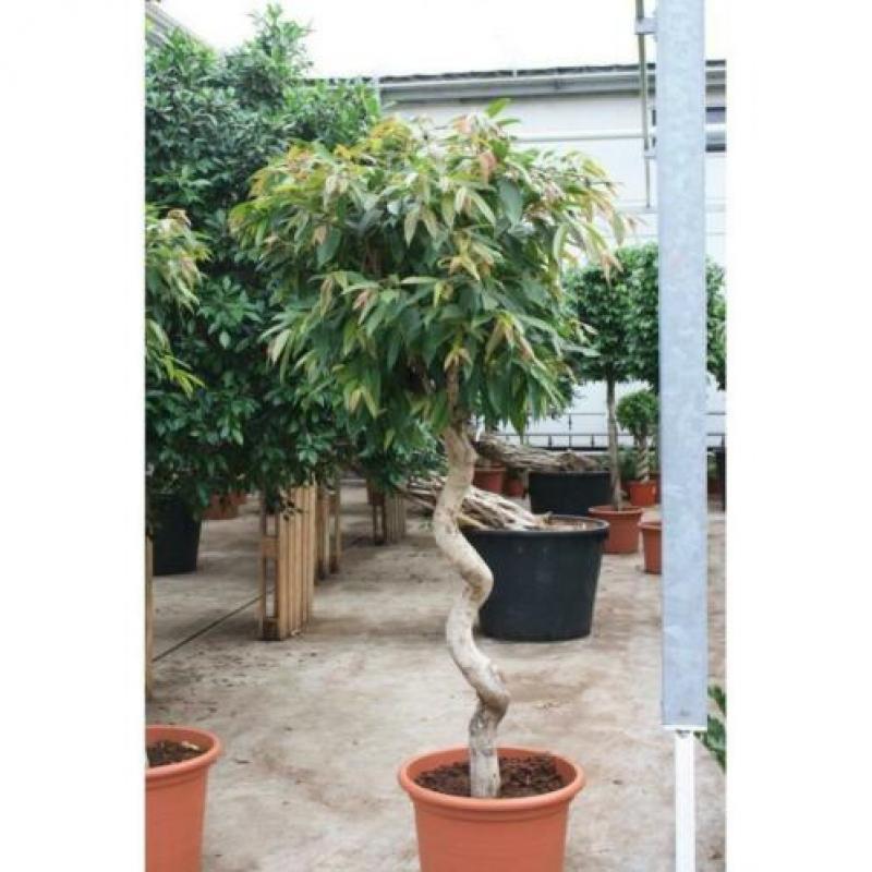 Ficus 'amstel King' 340-350cm - Stam art30511