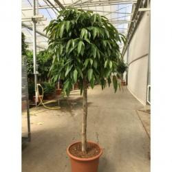 Ficus 'amstel King' 340-350cm - Stam art30511