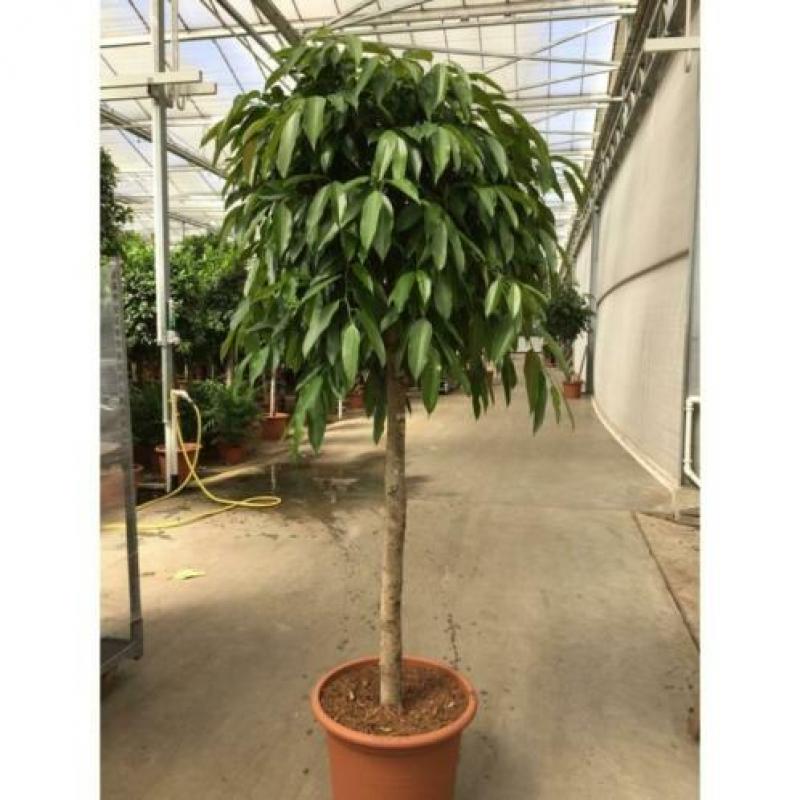 Ficus 'amstel King' 340-350cm - Stam art30511
