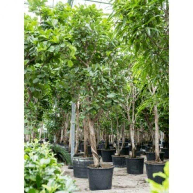 Ficus Lyrata - Vioolplant 565-575cm art24271