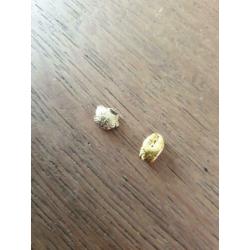 Goudklomp ofwel goud nuggets te koop uit Alaska 1,28 gram