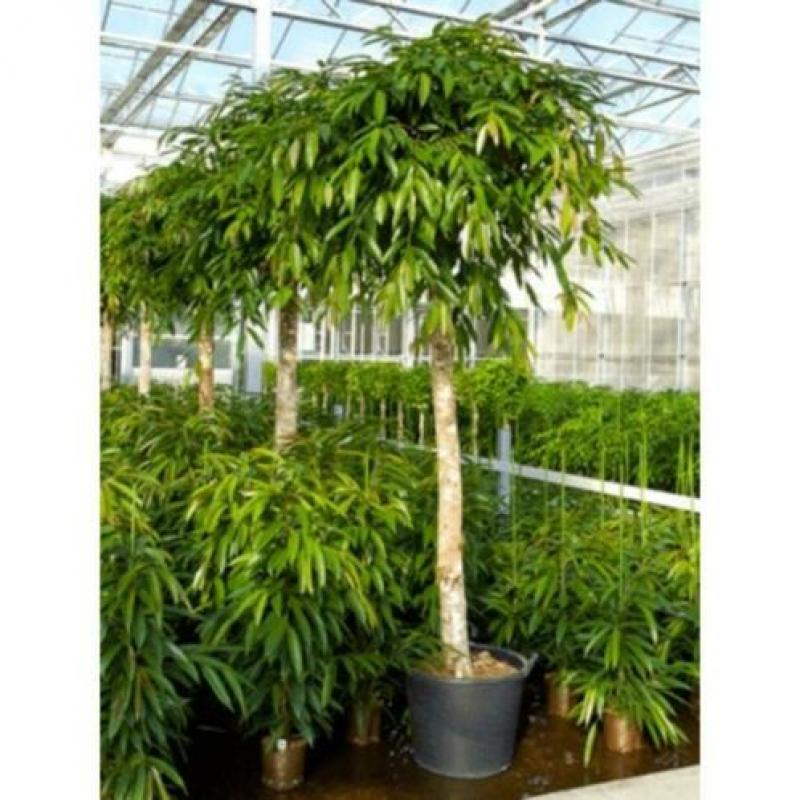 Ficus 'amstel King' 340-350cm - Stam art30511
