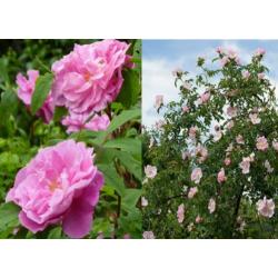 Rozen zaden vres uit eigen tuin struikroos, klimroos, remble