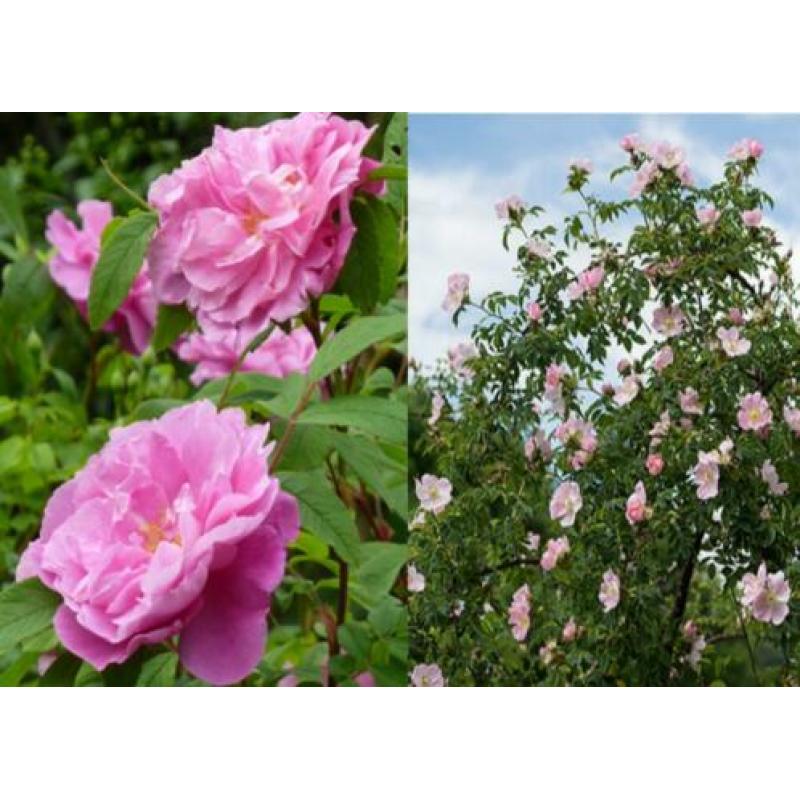 Rozen zaden vres uit eigen tuin struikroos, klimroos, remble