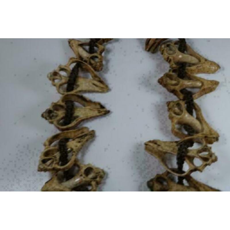 Ketting schelpen west Nepal/Tibet