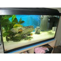Juwel aquarium 60 L 10 maanden oud compleet ingericht