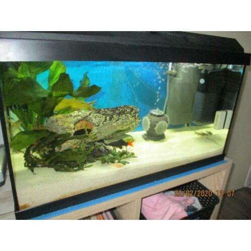 Juwel aquarium 60 L 10 maanden oud compleet ingericht