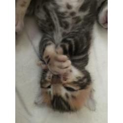Bengaal kittens
