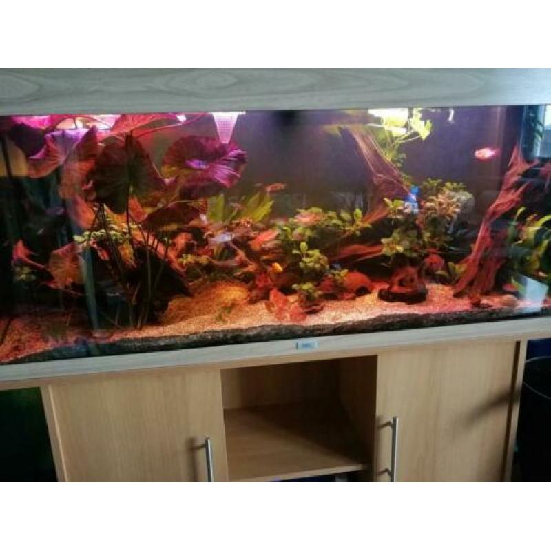 Zeer mooi compleet zoetwater aquarium
