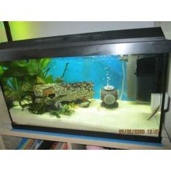 Juwel aquarium 60 L 10 maanden oud compleet ingericht