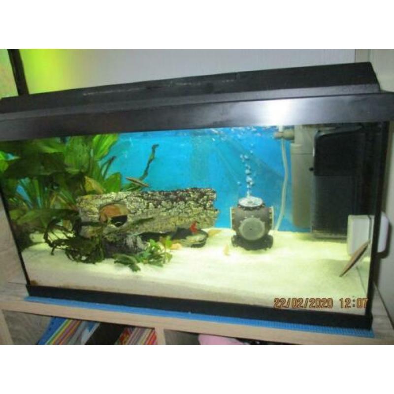 Juwel aquarium 60 L 10 maanden oud compleet ingericht