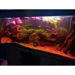Zeer mooi compleet zoetwater aquarium