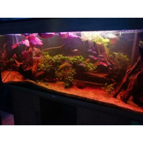 Zeer mooi compleet zoetwater aquarium