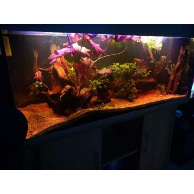Zeer mooi compleet zoetwater aquarium